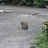 To rest