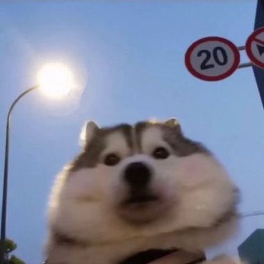 放不下你的我像隻狗