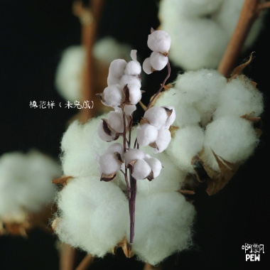 棉花樣 (未完整版)