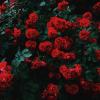 Po1son - Flower