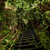 Selva