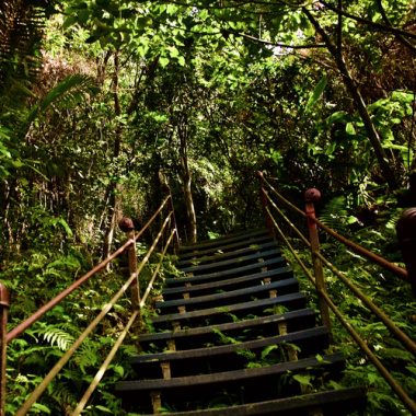 Selva