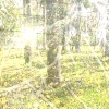 Random X Subarashi X G44rde - 等風來就讓落葉們