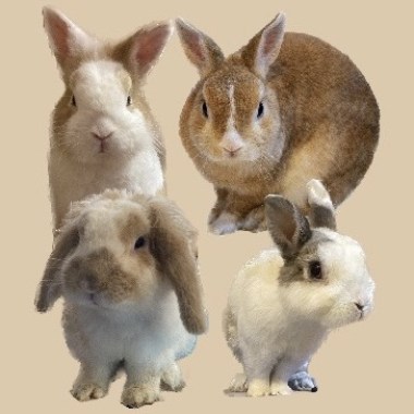 寫給我家兔子的歌