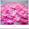 (Inst.) Aimer - After Rain (Scarlet Version) 純音樂/伴奏版