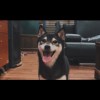 腹黑柴Demo