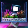金魚