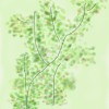 生长