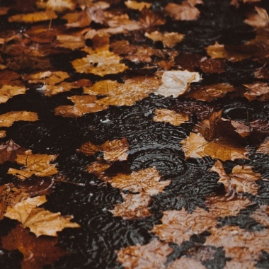 雨打秋