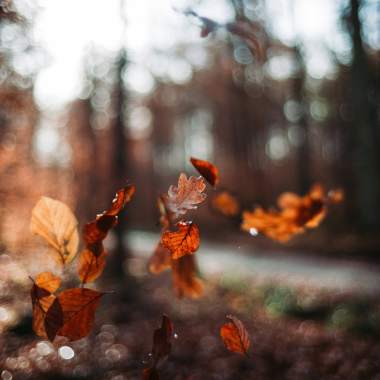 my leaves