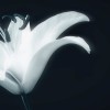 晨曦光廊（AuroraeSolarium）