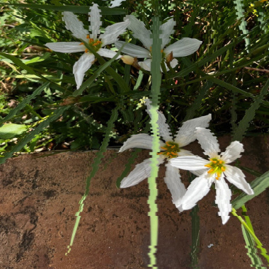 【無法敘述我的生活】Demo in Diary