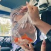 I want to be a Fish