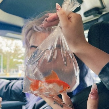 I want to be a Fish