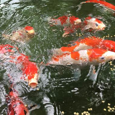 悠游晃蕩