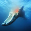 鯨落 Whale Fall