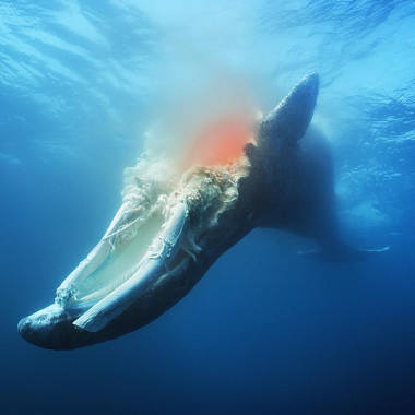 鯨落 Whale Fall