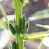 胡麻老飛俠