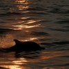 Dalphin
