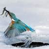 raiin (Sonia Calico Remix) - kingfisher