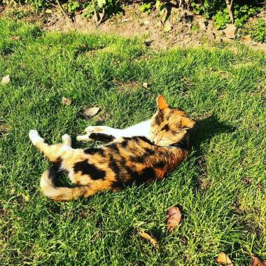 Turtle, kitten; tree, sunshine