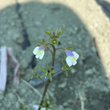 花以為
