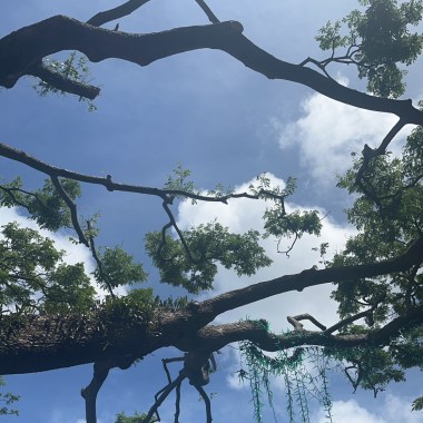 Summer Day