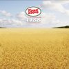 ทุ่งหญ้าบาล์เล่ย์ (The Barley Field)