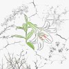 野百合