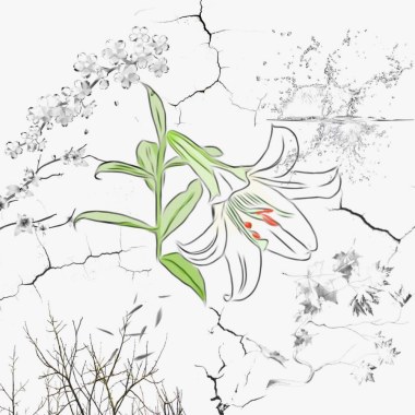 野百合
