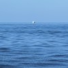 海流Ocean Flow (DEMO)
