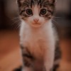 死亡貓貓/death metal kitty