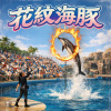 花紋海豚(無前奏)