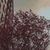 sunset sakura