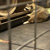 你各位都這樣欺負我