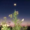 殘花影demo