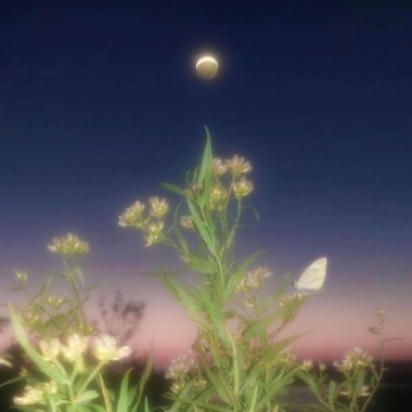 殘花影demo