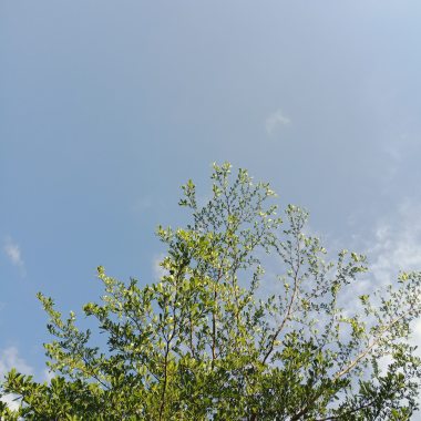 風