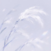 Lunari[a]