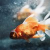 金魚(demo)