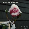 玫瑰与冬季 (Prod. by ProdZeteo)