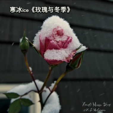 玫瑰与冬季 (Prod. by ProdZeteo)