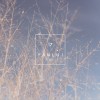 17 (demo)