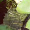 Fishes