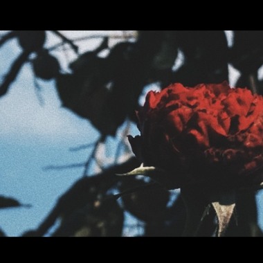 Flower-Beat