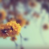 金黃色的二月 Golden Feb.
