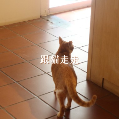 跟貓走走DEMO