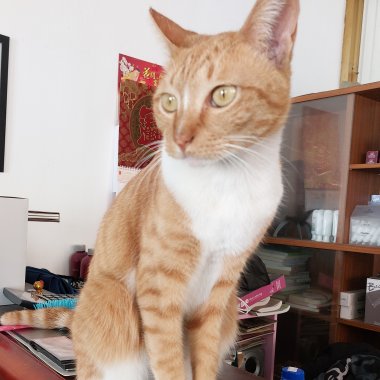 2022 1121 黃色的貓 - MIX1669071187917