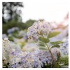 Blossoms After Rain