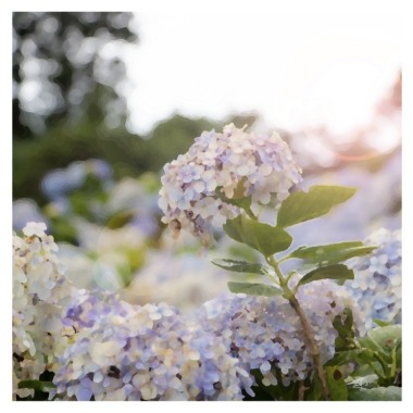 Blossoms After Rain